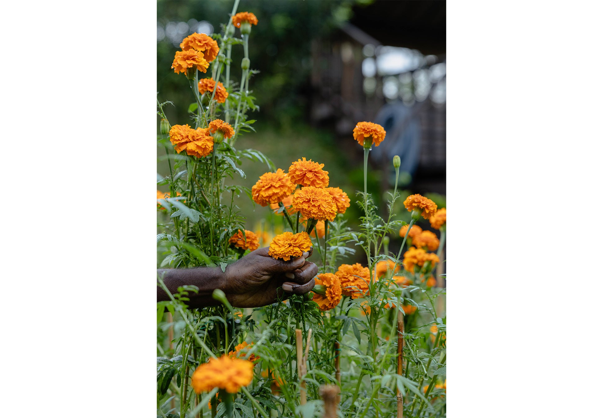Field Peas: Locally-Grown Garden Flowers in Singapore