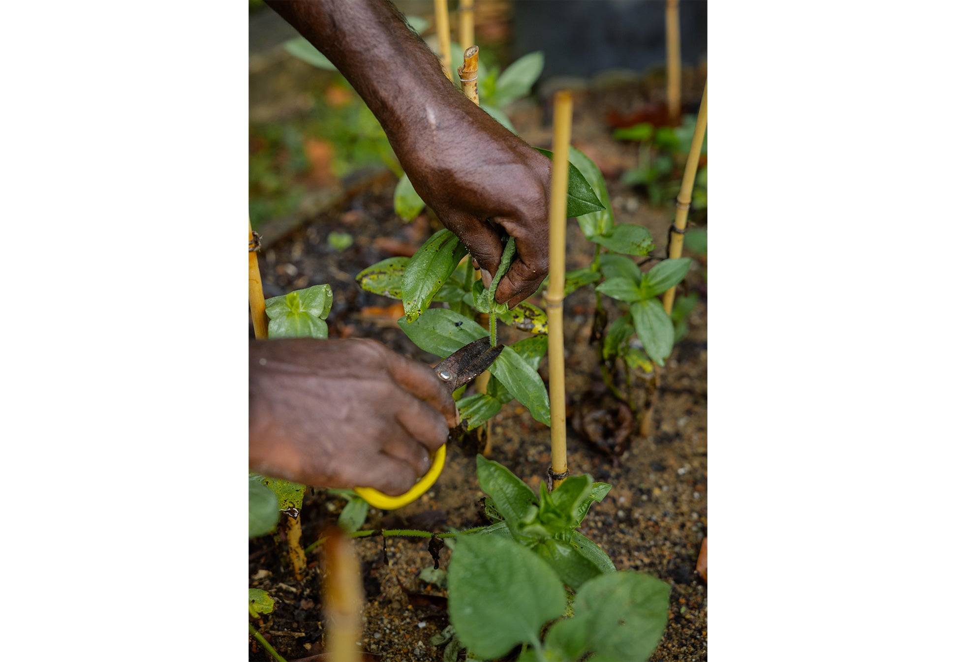 Field Peas: Locally-Grown Garden Flowers Singapore by Charlotte Puxley Flowers