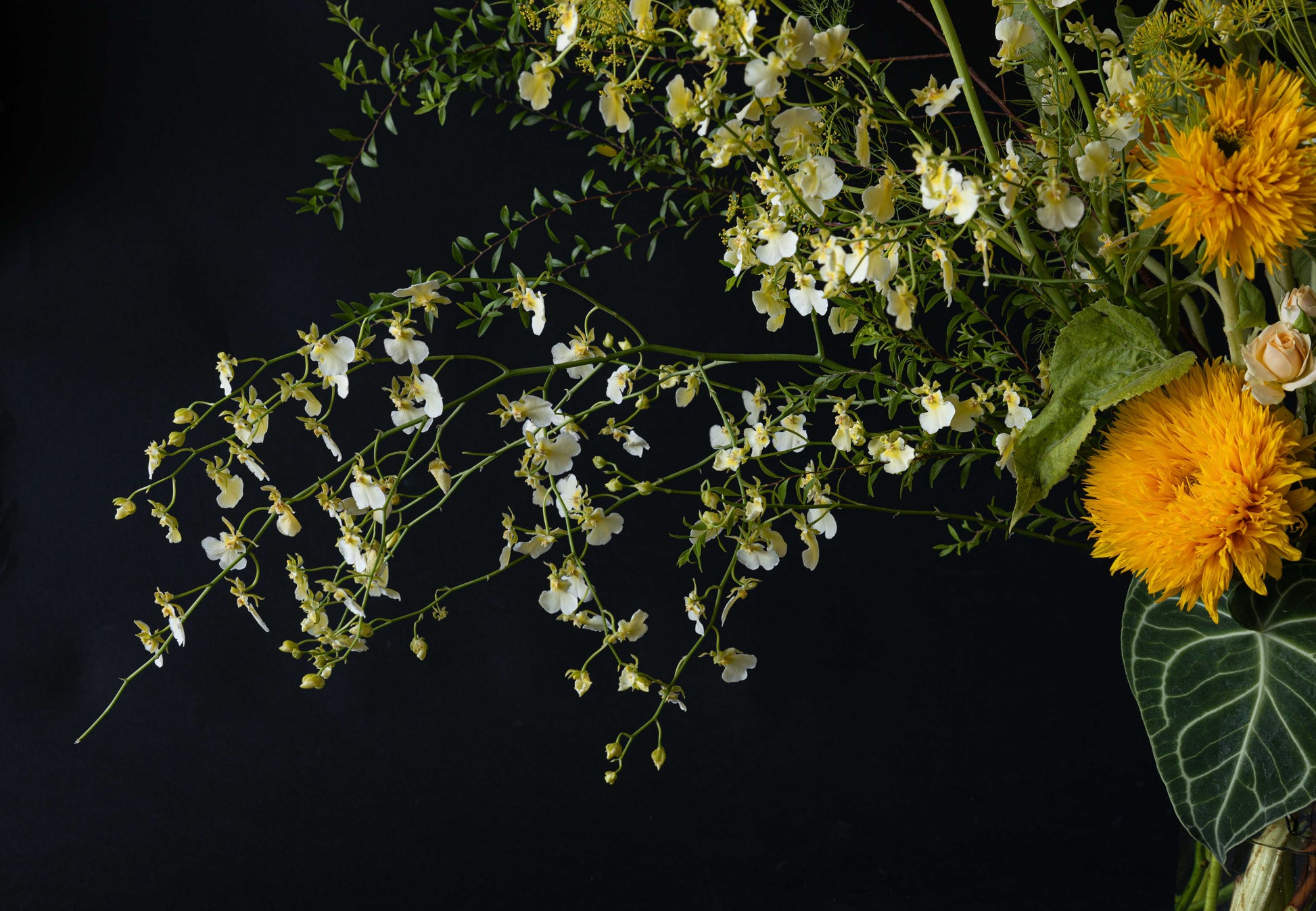 Marshmallow Yellow